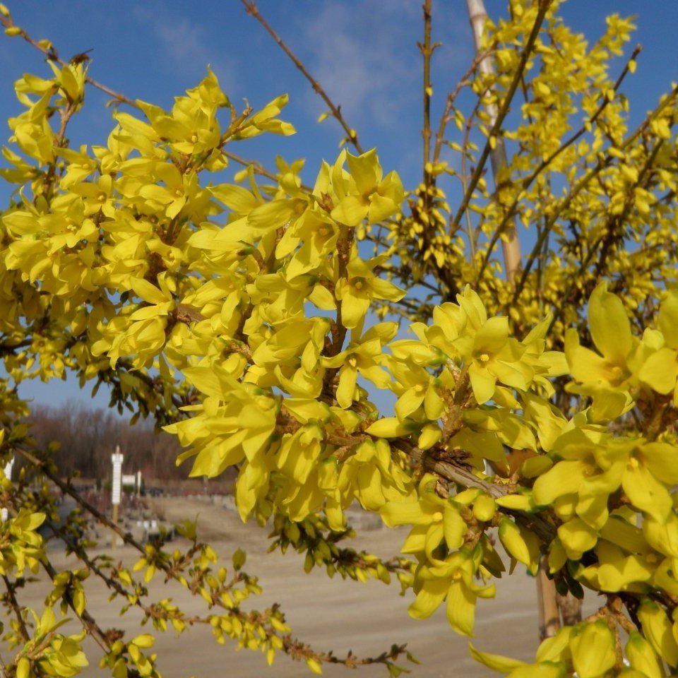 Tüplü Altın Çanı Altın Çanak (Forsythia intermedia) Fidanı