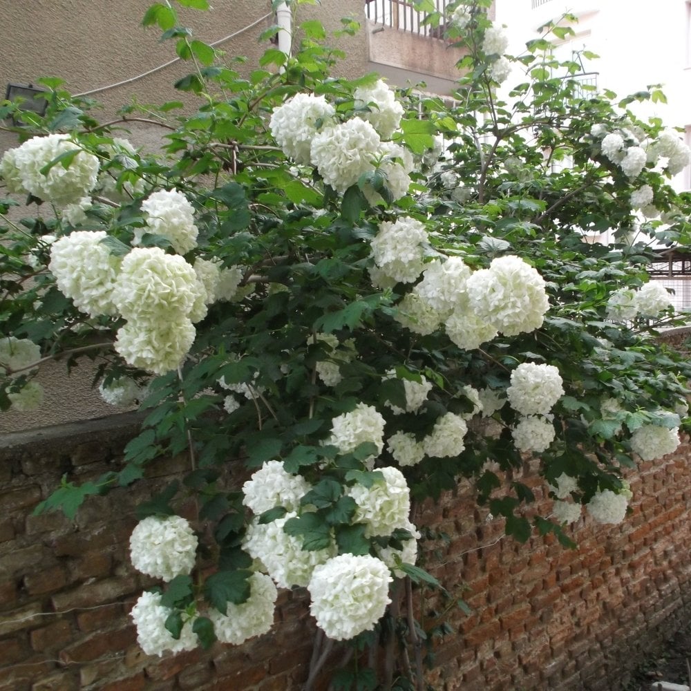 Tüplü Kartopu Çiçeği (Viburnum Lucidum) Fidanı (80-120 Cm)