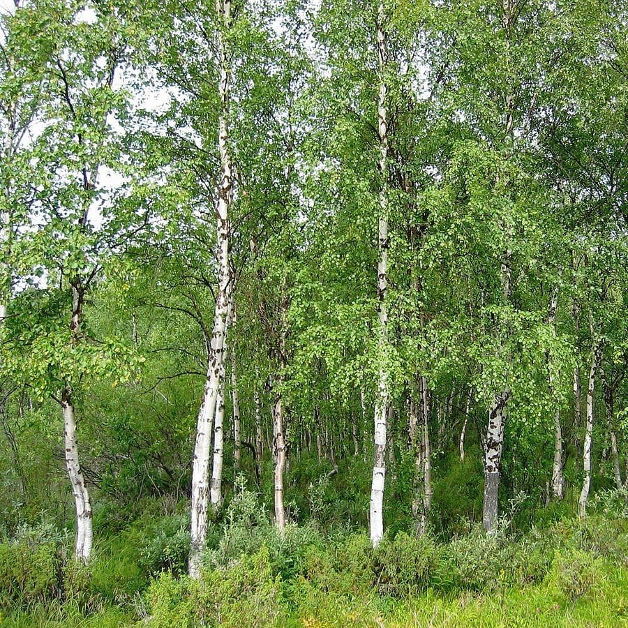 Tüplü Soğuklara Dayanıklı Huş Ağacı (Betula Alba) Fidanı