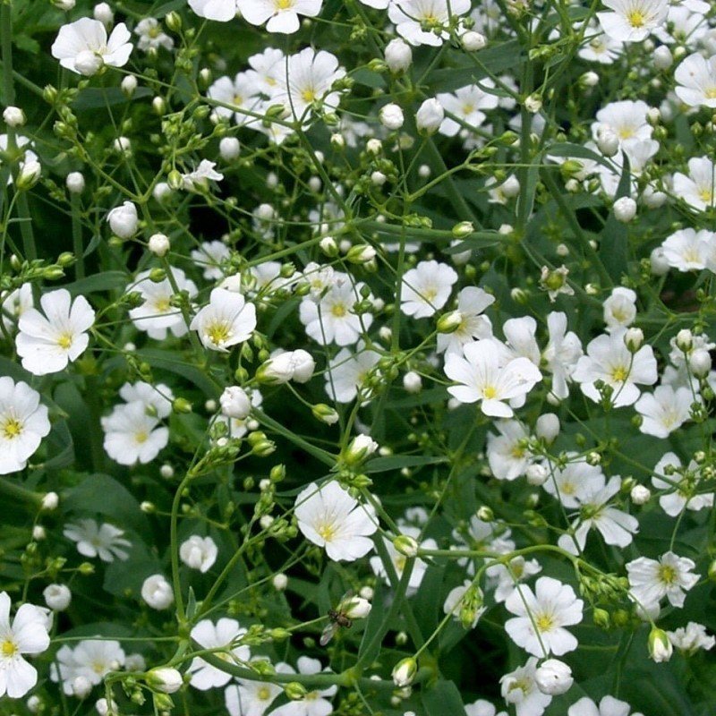 Collomia grandiflora Beyaz İri Çiçekli Floks Çiçeği(200 tohum)