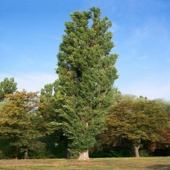 Tüplü Kanada Kavak Ağacı Fidanı