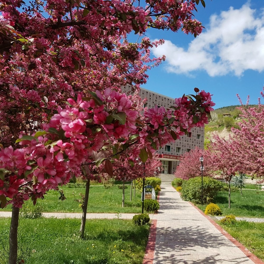 Tüplü Süs Elması (Malus Floribunda Prunifolia) Fidanı