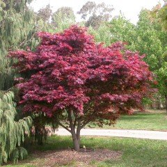 Tüplü Nadir Çeşit Kırmızı Renkli Akça Ağaç Fidanı