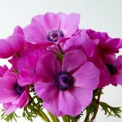 Syliphide Pembe Renkli Anemon Çiçeği Soğanı (5 adet)