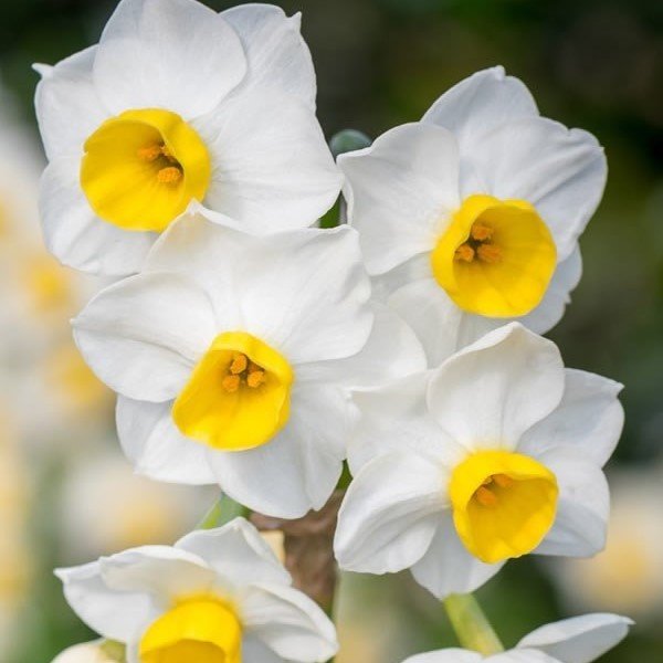İce Folies Sarı Beyaz Nergis Çiçeği Soğanı (5 adet)