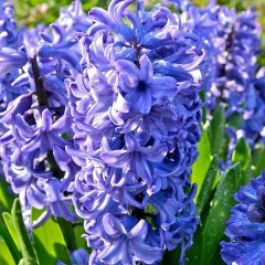 Hyacinthus Mavi Delft Blue Sümbül Soğanı (3 adet)