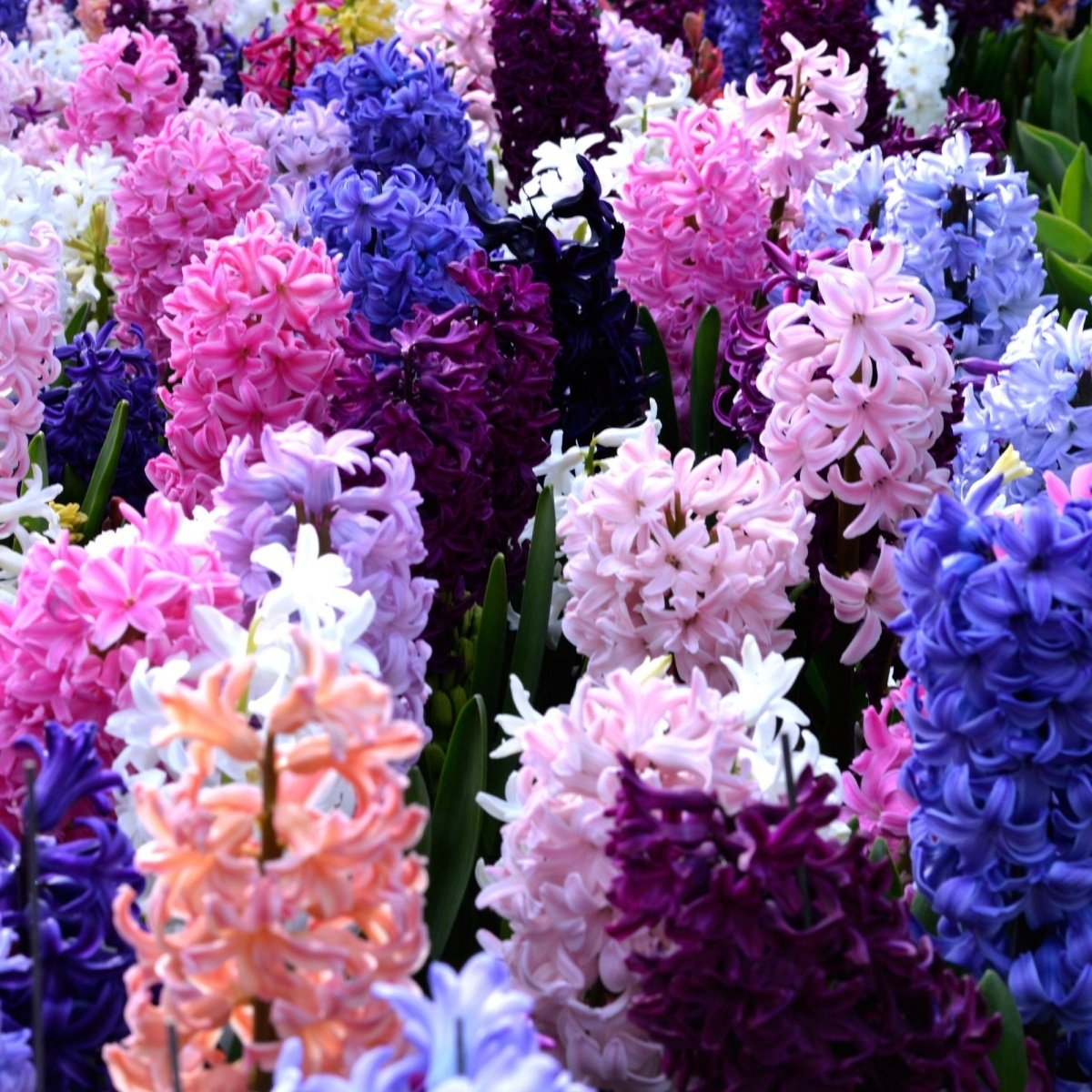 Hyacinth Mix Karışık Renkli Sümbül Soğanı (10 Adet)