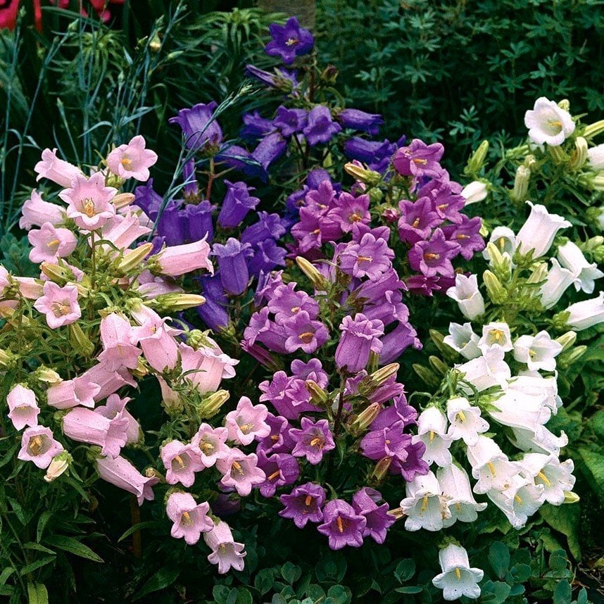 Cup & Saucer Campanula Karışık Çan Çiçeği Tohumu (100 Tohum)