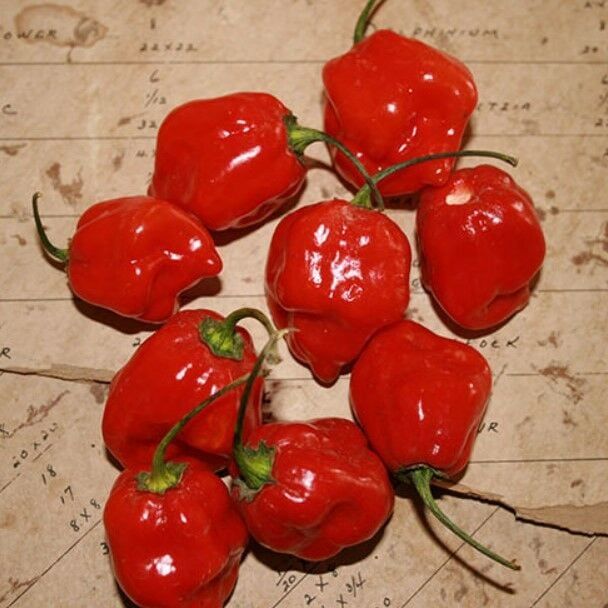 Habernero Red Small Çok Acı Biber Tohumu(15 Tohum)