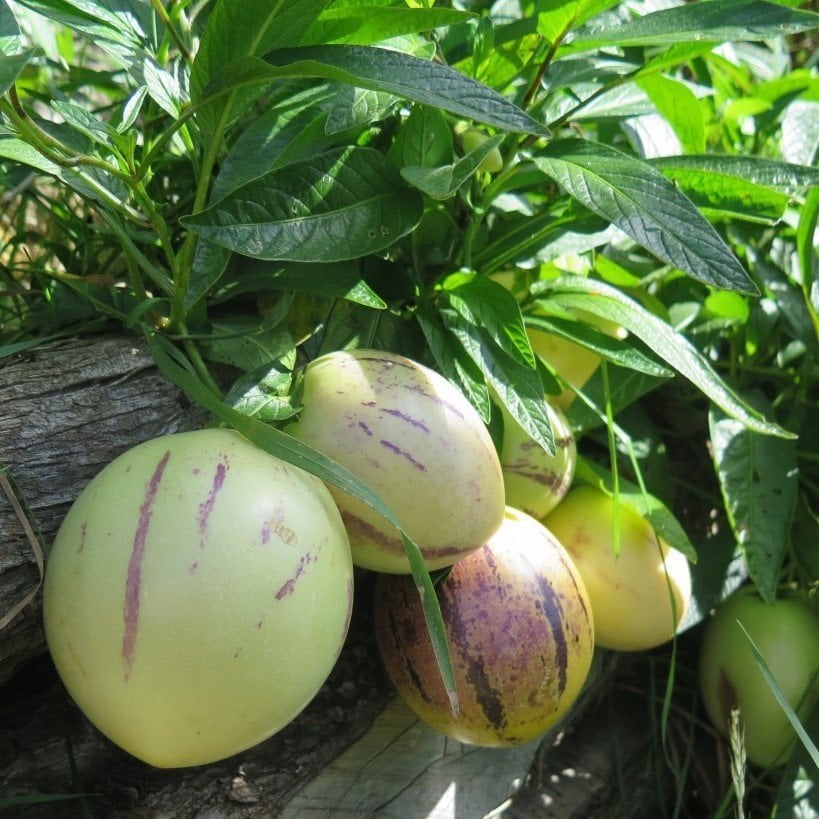 Tüplü Kavun Aromalı Salkım Meyve Veren Pepino Fidesi (3 Adet)