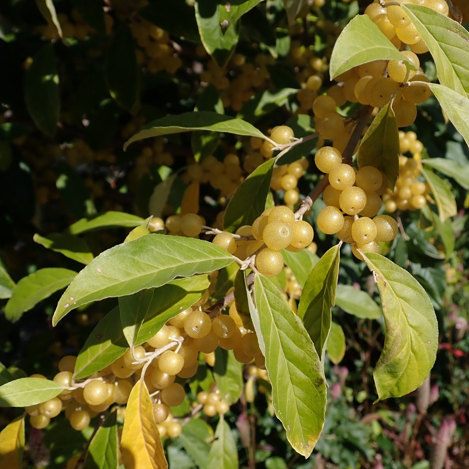 Tüplü Elaeagnus Umbellata Fortunella Sarı Şifali Güz Zeytini Fidanı