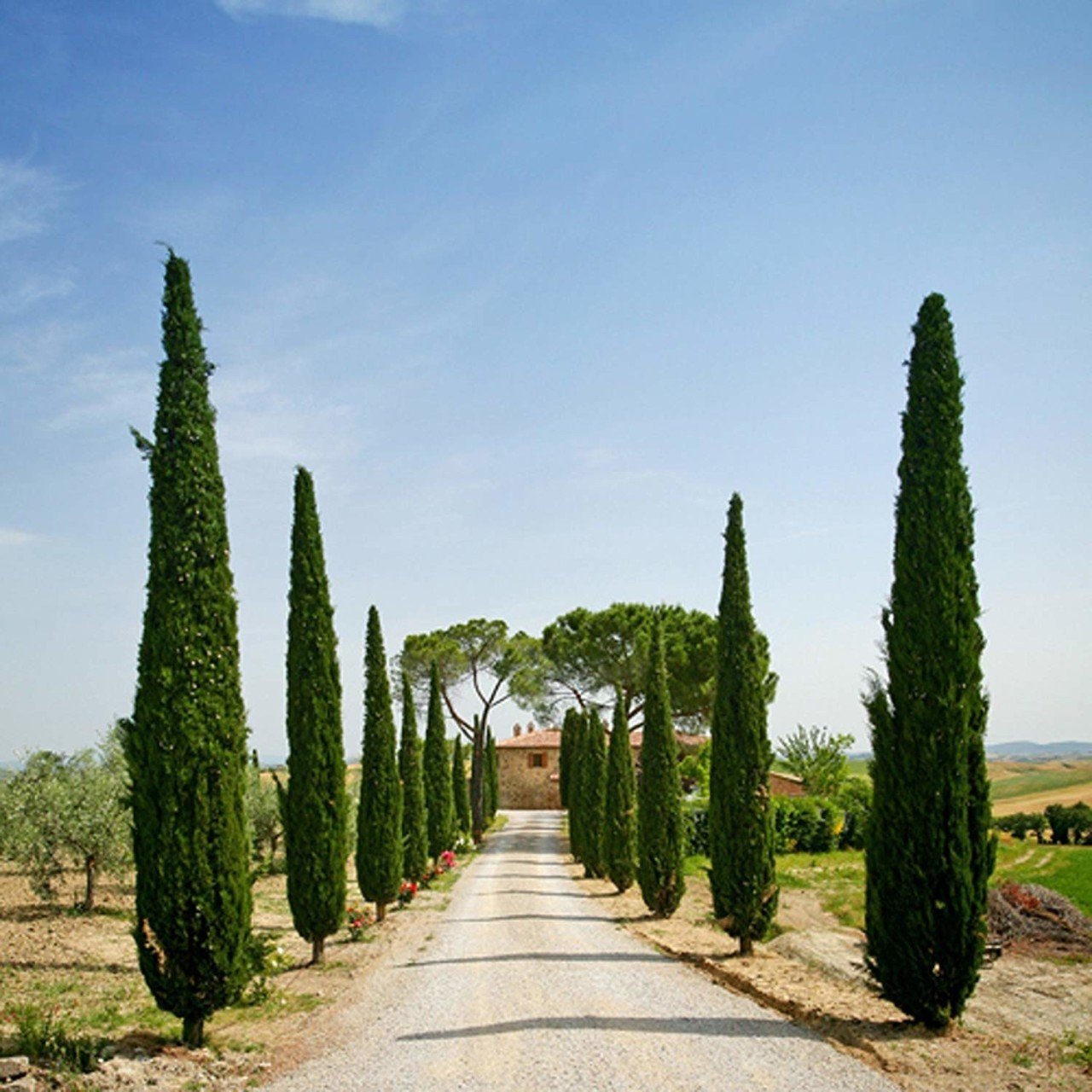 Tüplü Cupressus Sempervirens Kara Servi Fidanı (20-40 cm)