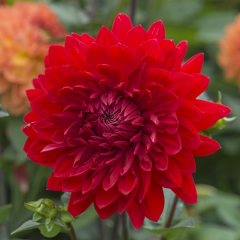 Garden Wonder Dahlia İri Çiçekli Yıldız Çiçeği Yumrusu (1 Adet)