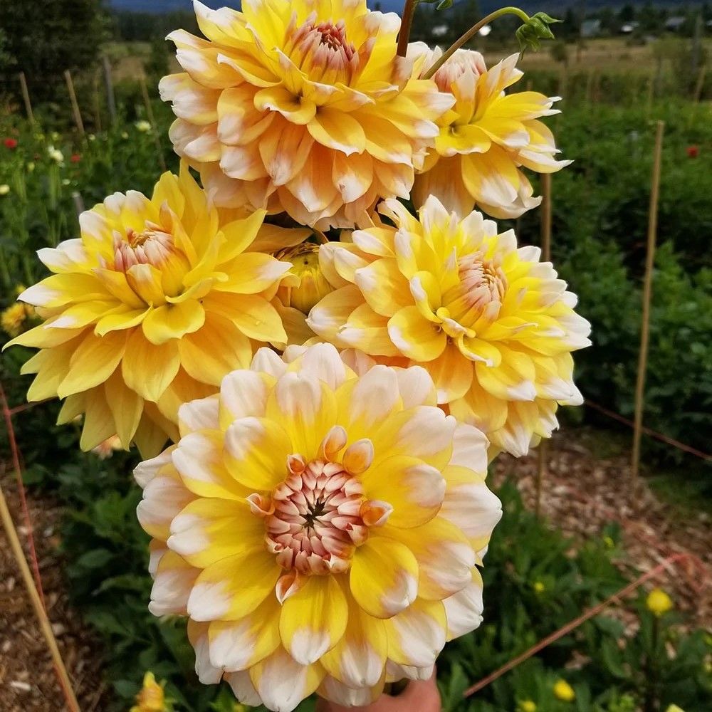 Seattle Dahlia İri Çiçekli Yıldız Çiçeği Yumrusu (1 Adet)