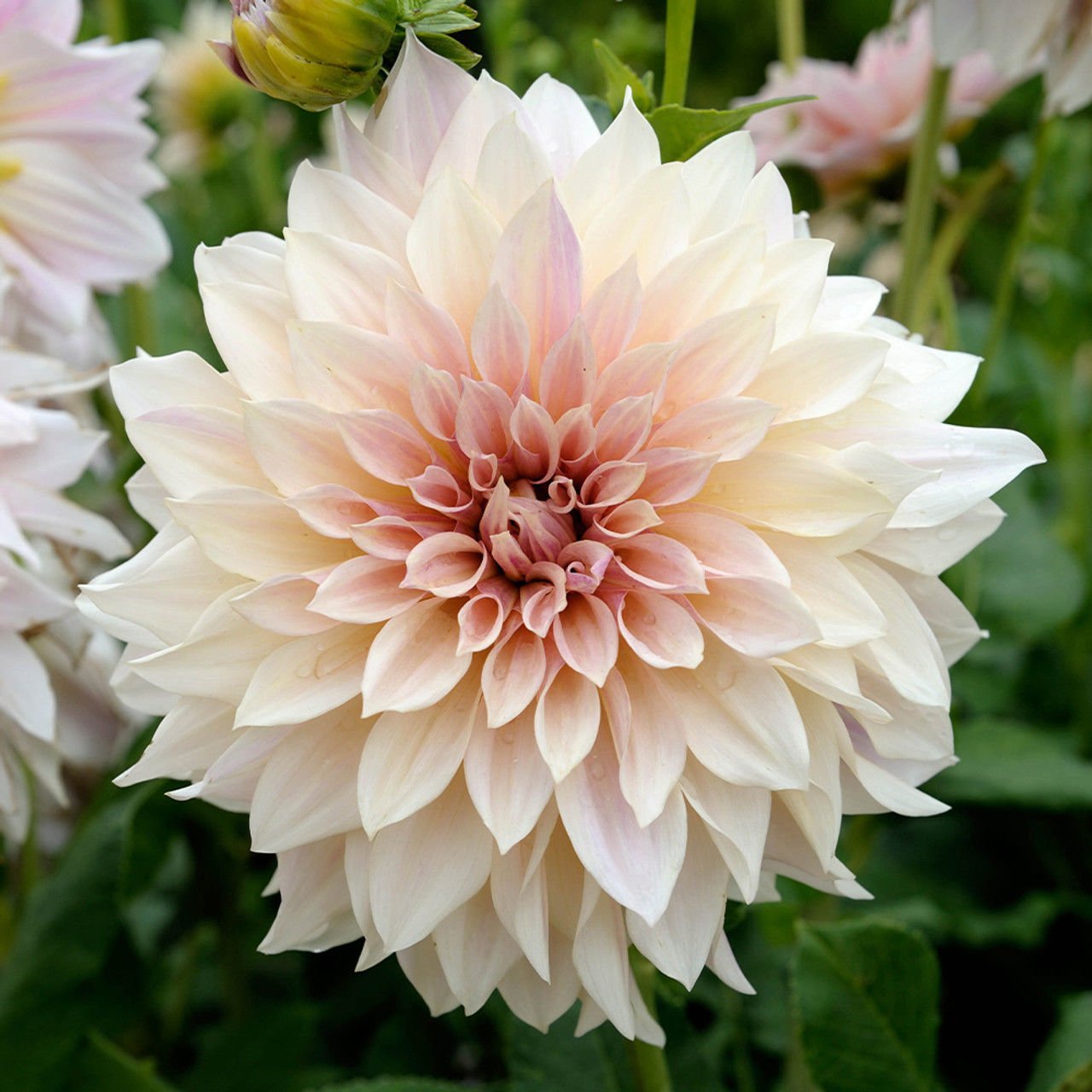 Cafe Au Lait Dahlia İri Çiçekli Yıldız Çiçeği Yumrusu (1 Adet)