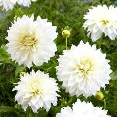 Fleurel Dahlia Büyük Çiçekli Yıldız Çiçeği Yumrusu (1 Adet)