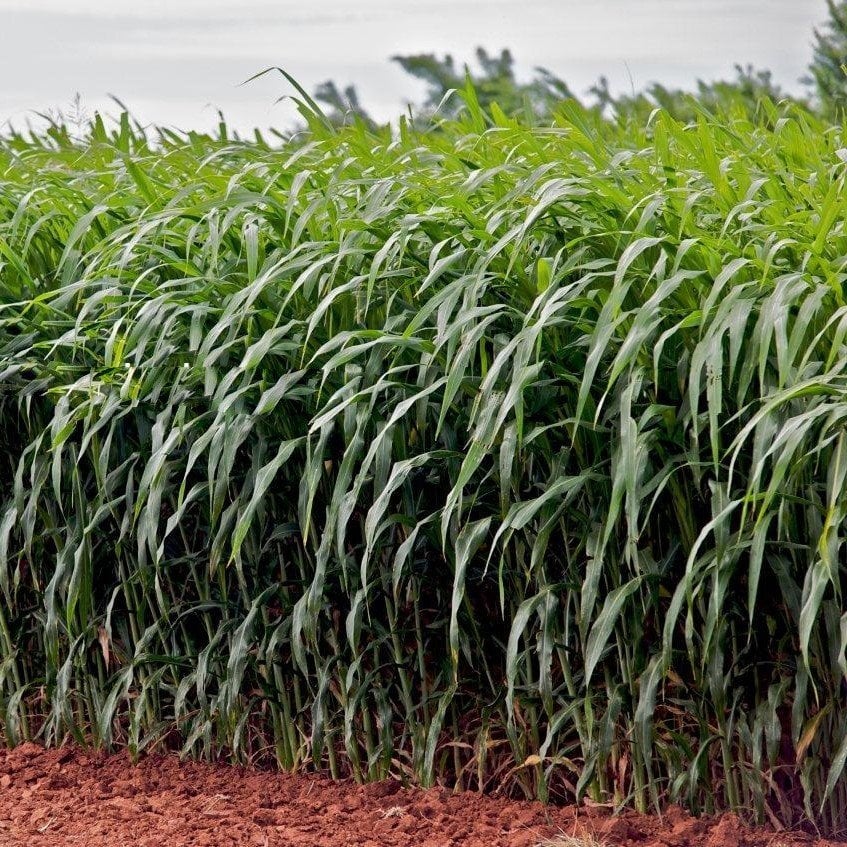 Sorghum Doğal Sudan Otu Tohumu (20 kg)