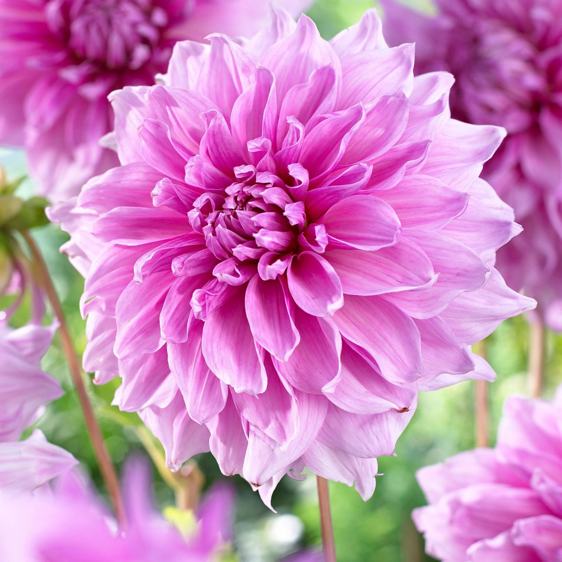 Lavender Perfection Dahlia İri Yıldız Çiçeği Yumrusu (1 Adet)