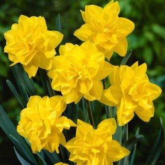 Golden Ducat Altın Sarı Nergis Çiçeği Soğanı (5 adet)