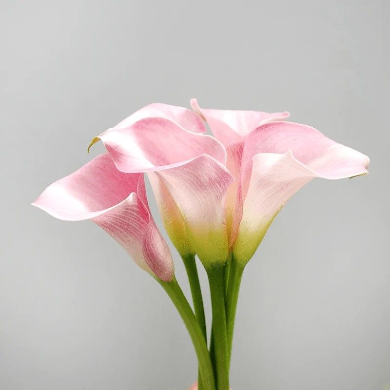 Manila Zantedeschia Açık Pembe Gala Çiçeği Calla Lily Soğanı (1 Adet)