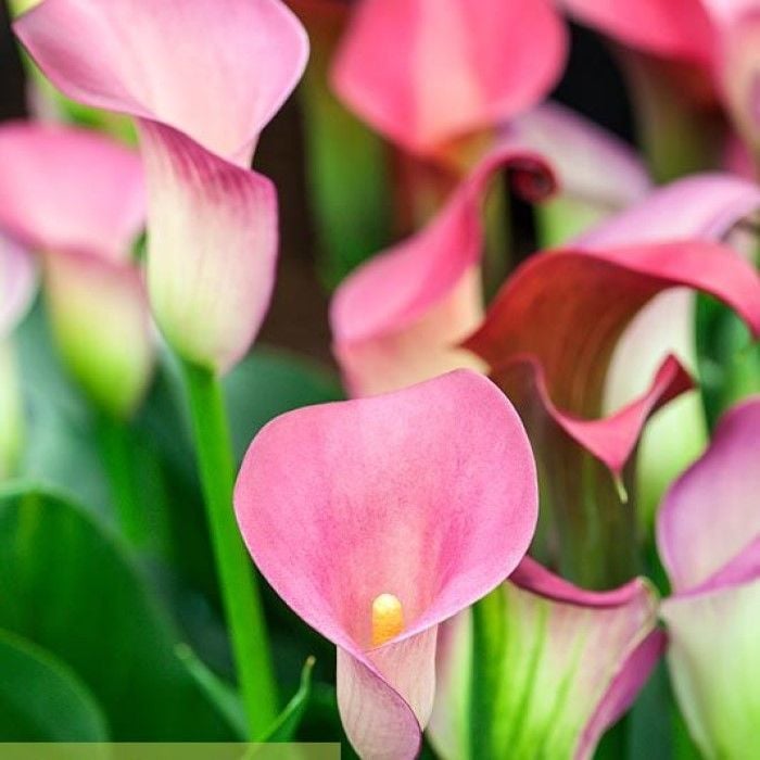 Pink Puppy Zantedeschia Pembe Gala Çiçeği Calla Lily Soğanı (1 Adet)