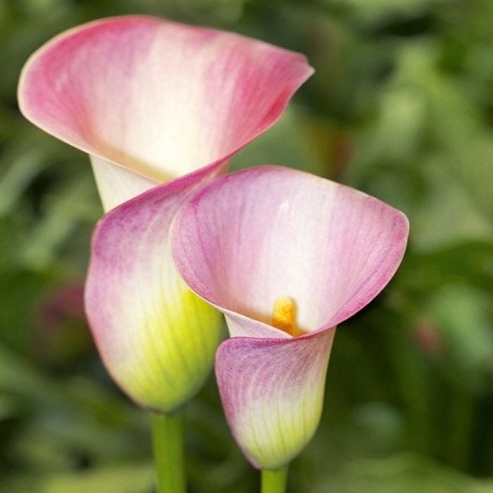 Candle Glow Zantedeschia Gala Çiçeği Calla Lily Soğanı (1 Adet)