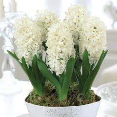 Hyacinthus White King Sümbül Soğanı (3 adet)