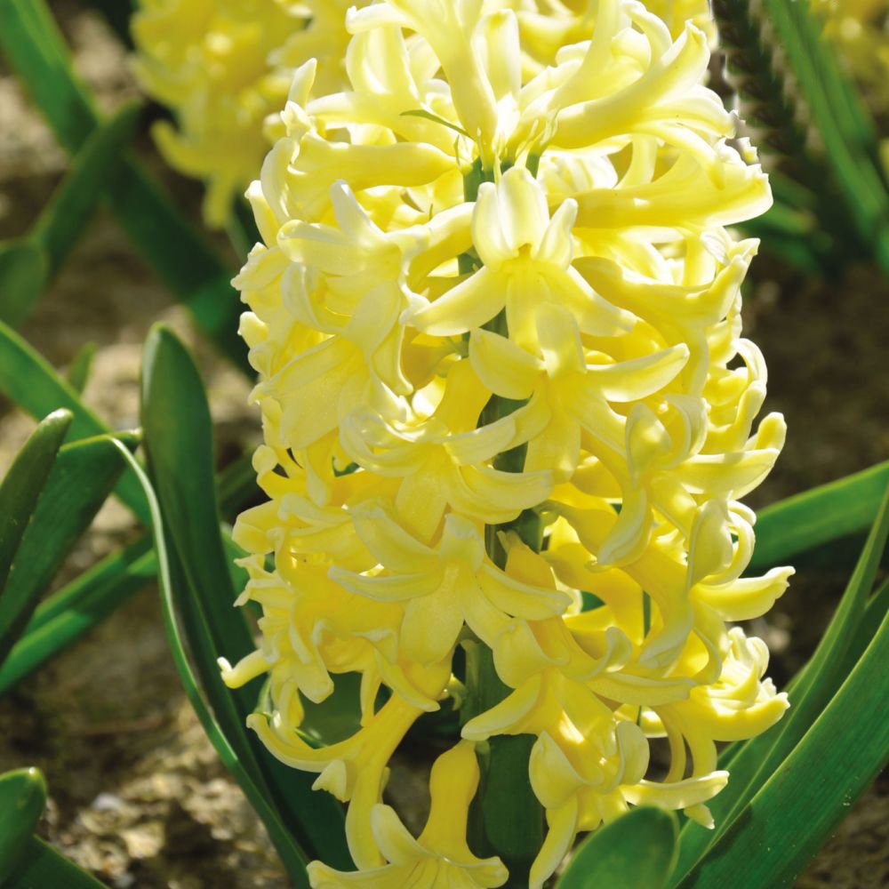 Hyacinthus Yellowstone Sümbül Soğanı (3 adet)