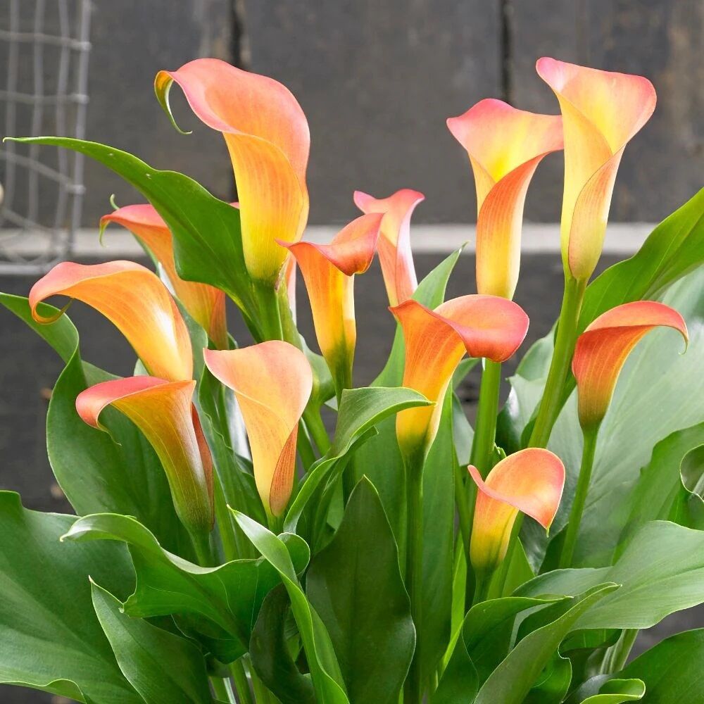 Cancun Zantedeschia Gala Çiçeği Calla Lily Soğanı (1 Adet)