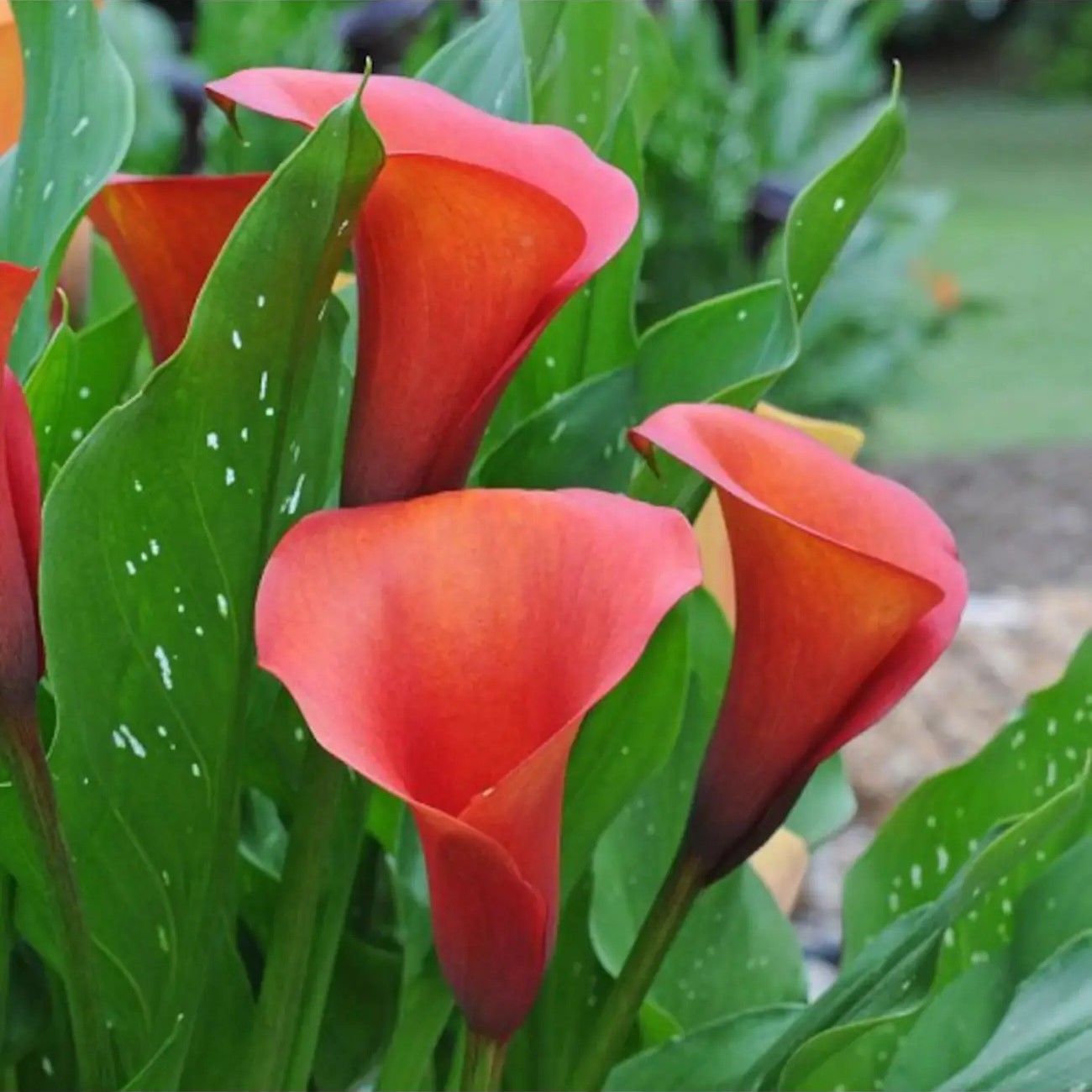 Fantasia Zantedeschia Kırmızı Gala Çiçeği Calla Lily Soğanı (1 Adet)