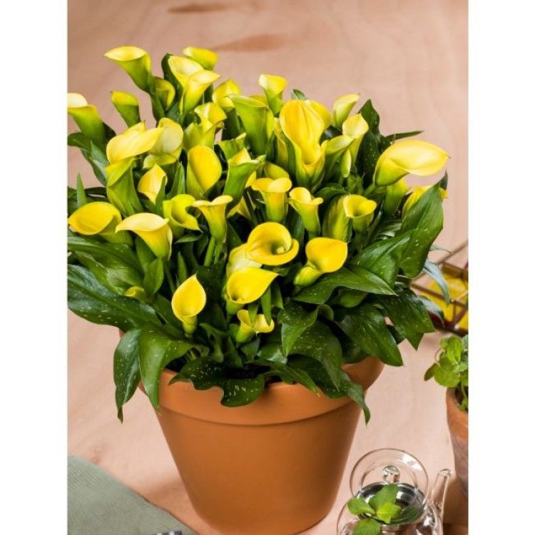 Hanoi Zantedeschia Sarı Gala Çiçeği Calla Lily Soğanı (1 Adet)