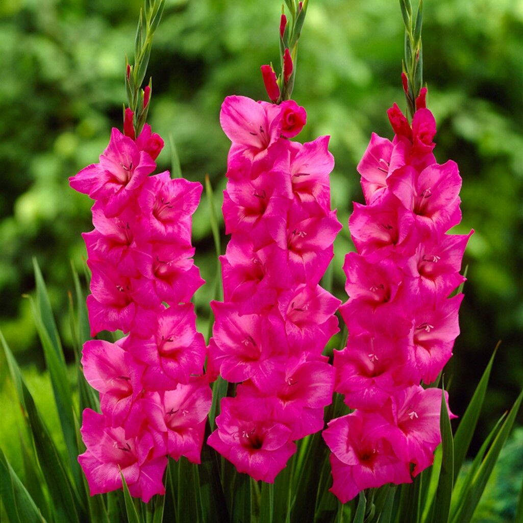 Gladiolus Fidelio Pembe Glayör Çiçeği Soğanı (4 adet)
