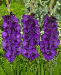 Gladiolus Purple Flora Mor Glayör Çiçeği Soğanı (4 adet)