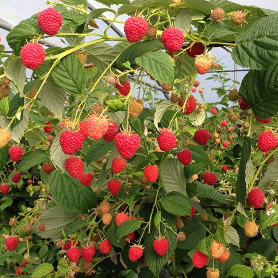 Tüplü Yüksek Verimli Aromatik Aksu Pembesi Ahududu Fidanı