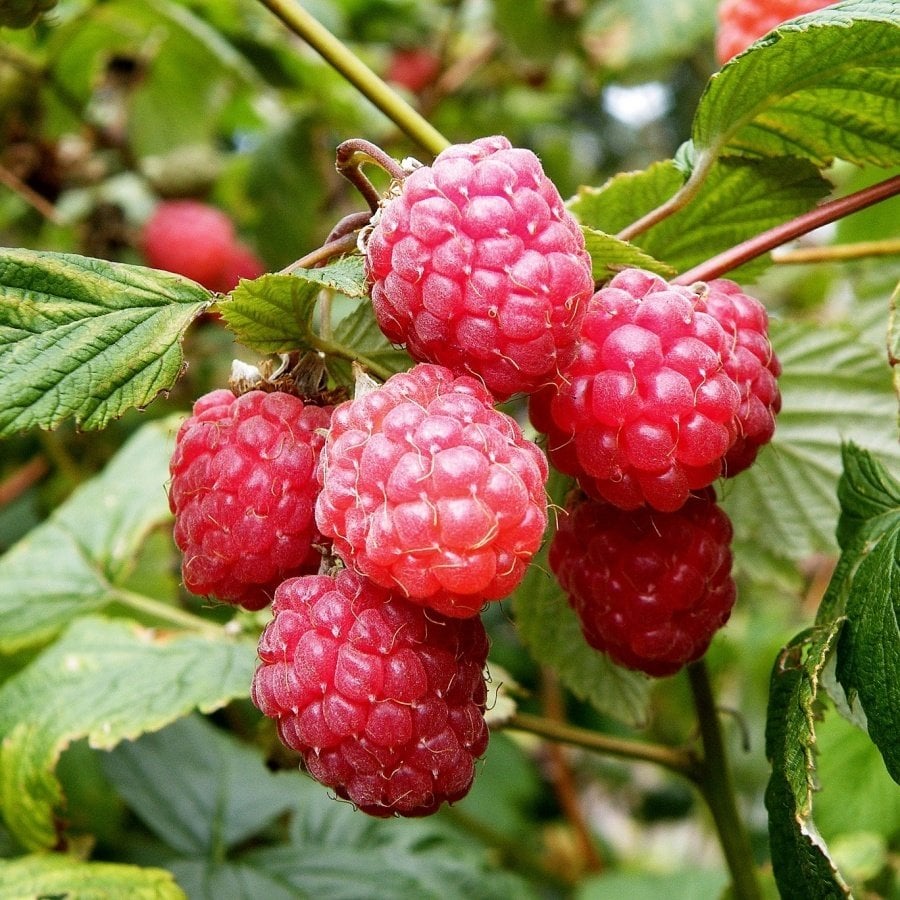 Tüplü Bol Verimli Ruby Ahududu (Frambuaz) Fidanı