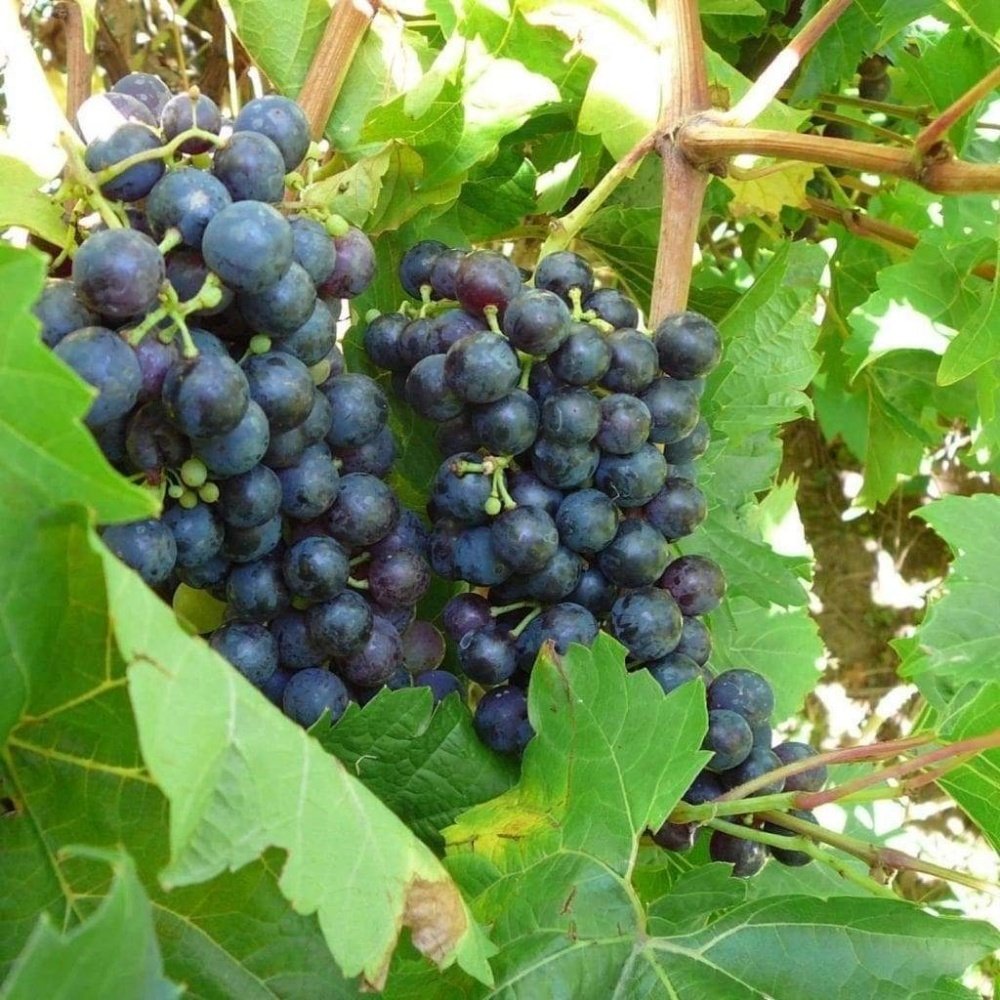 Tüplü Şaraplık Kalecik Karası Üzüm Fidanı