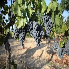 Tüplü Anadolu Şaraplık Boğazkere Üzüm Fidanı