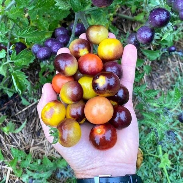 Bosque Bumblebee Cherry Domates Tohumu (15 tohum)