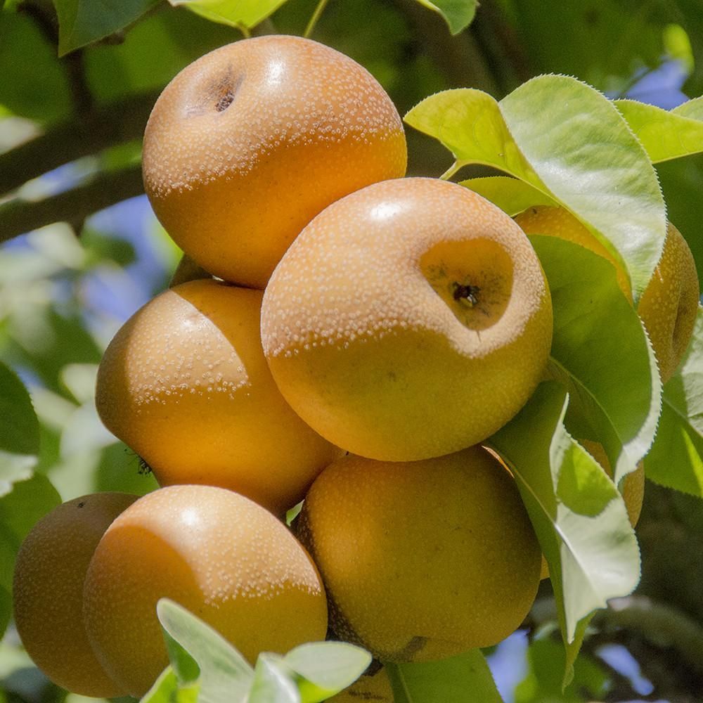 Tüplü Aşılı Aromatik Hosui Japon (Naşi) Armut Fidanı