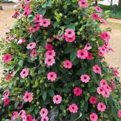 Özel Sunny Susy Rose Sensation Siyah Gözlü Pembe Suzan Sarmaşığı Çiçeği Fidesi (2 adet)