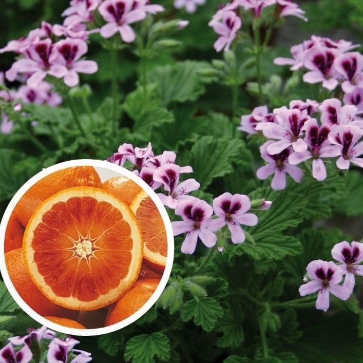 Özel Grandeur Odorata Portakal  Kokulu Sardunya Canan Çiçeği Fidesi (2 adet)