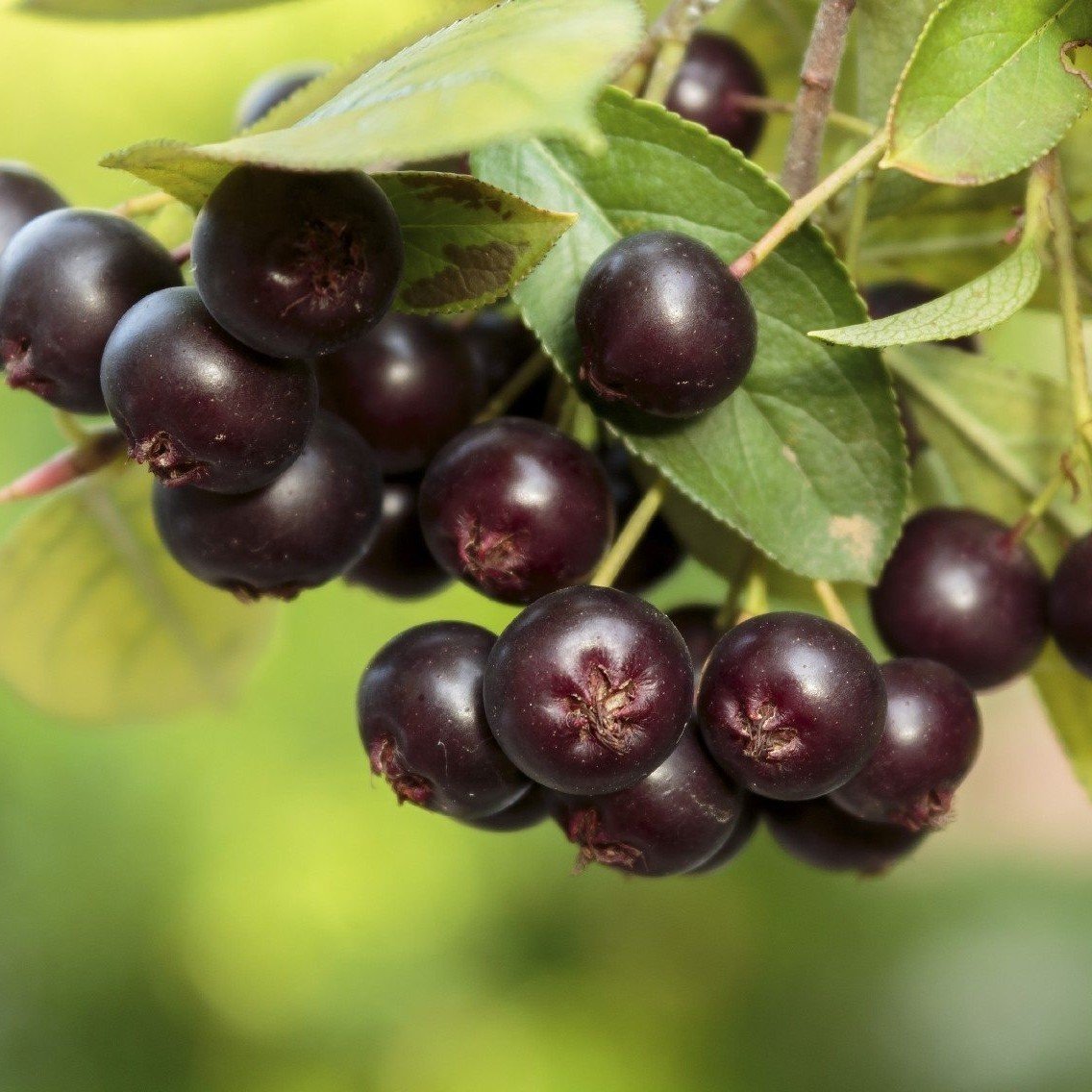 Tüplü Amit Aronya (Aronia) Rus Yaban Mersini Fidanı