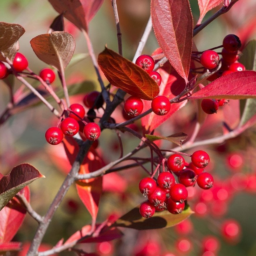 Tüplü Katya Rus Yaban Mersini Kırmızı Aronya (Aronia) Fidanı