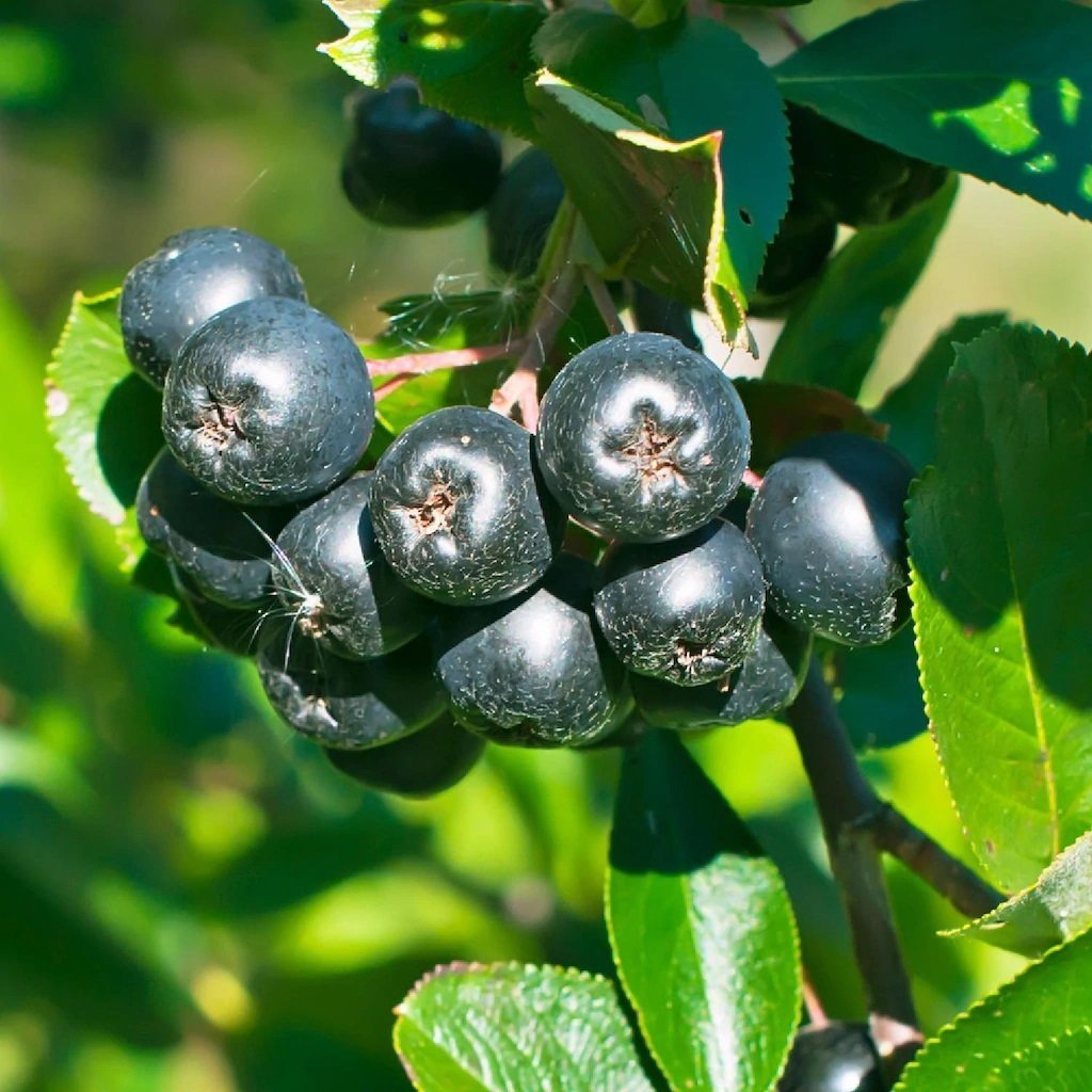 Tüplü Nero Aronya (Aronia) Rus Yaban Mersini Fidanı (20-40 cm)