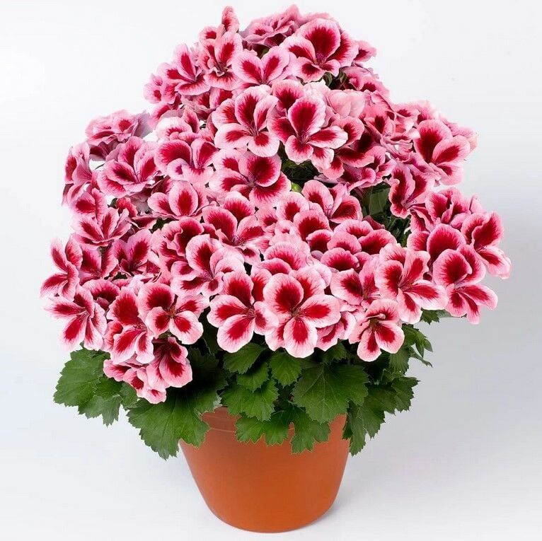 Aristo Strawberry Cream Canan Çiçeği Fidesi (2 adet)