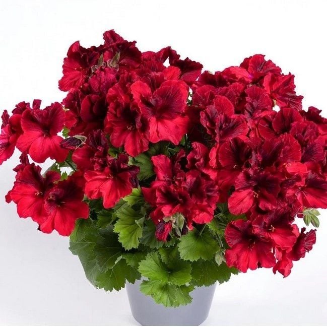 Aristo Deep Red Sardunya Canan Çiçeği Fidesi (2 adet)