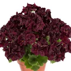 Özel Aristo Velvet Siyah Sardunya Canan Çiçeği Fidesi (2 adet)