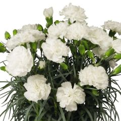 Nadir Kokulu Sweet Pleasure White Karanfil Çiçeği Fidesi (2 adet)