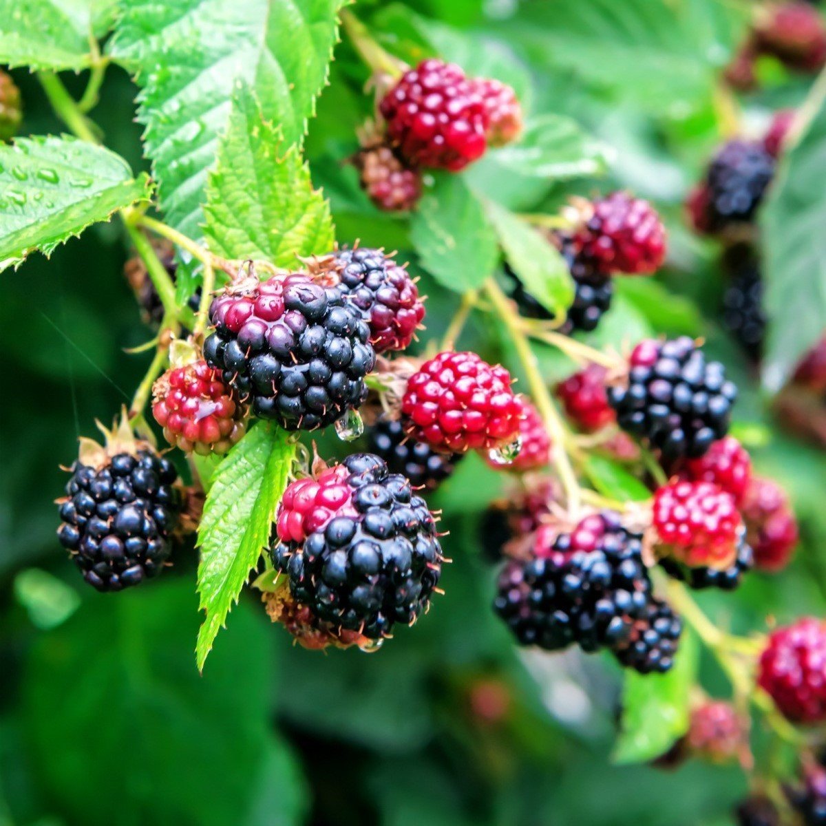 Tüplü Dikensiz Verimli Aromatik Jumbo Böğürtlen Fidanı