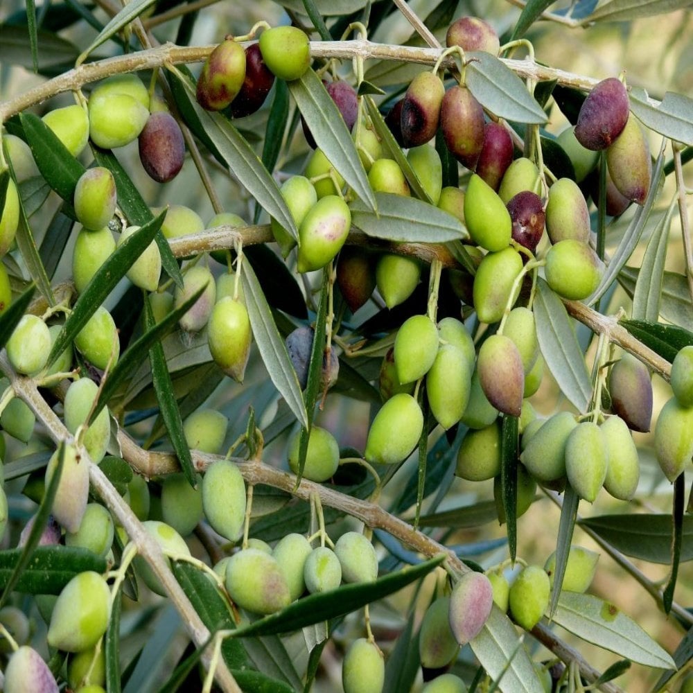 Tüplü Yağlık ve Sofralık Memecik Zeytin Fidanı